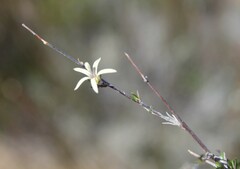 Wahlenbergia cinerea