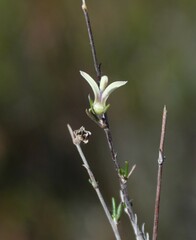 Wahlenbergia cinerea
