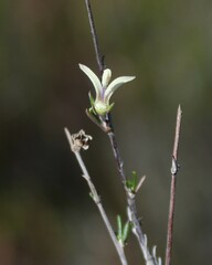 Wahlenbergia cinerea
