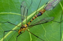 Nephrotoma australasiae