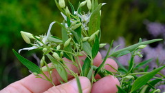 Clematis linearifolia