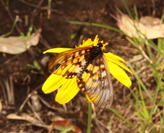 Acraea andromacha