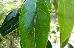Nephrotoma australasiae