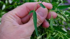Clematis linearifolia