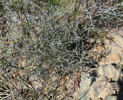 Wahlenbergia cinerea
