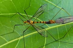 Nephrotoma australasiae