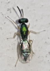 Torymidae