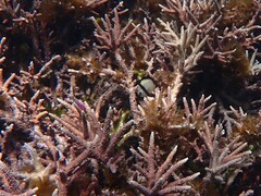 Dascyllus reticulatus