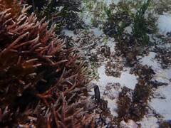 Dascyllus reticulatus