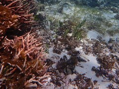 Dascyllus reticulatus