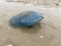 Rhizostoma octopus