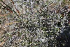 Wahlenbergia cinerea