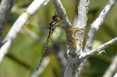 Hemicordulia australiae