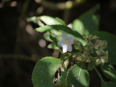 Strobilanthes ixiocephala