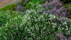 Clematis linearifolia