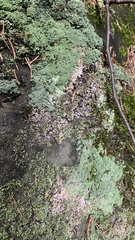 Cladonia coniocraea