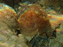 Pleurobranchaea maculata