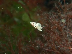 Diala suturalis