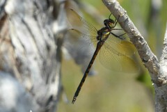 Hemicordulia australiae