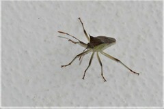 Plinachtus pungens