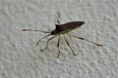 Plinachtus pungens