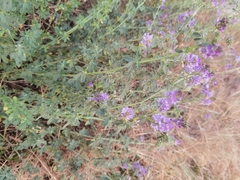 Medicago sativa