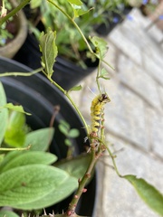 Lophocampa