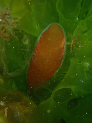 Asperococcus bullosus