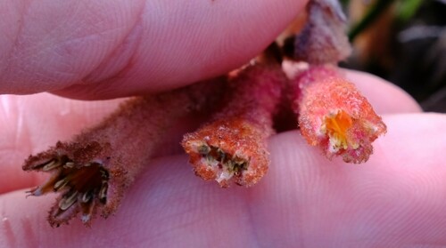 Image of Blancoa canescens by (c) Peter Crowcroft, some rights reserved (CC BY)