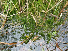 Calliergonella cuspidata