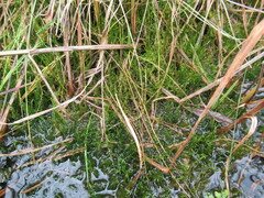 Calliergonella cuspidata