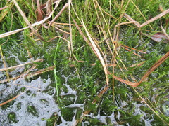 Calliergonella cuspidata