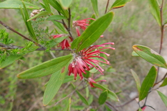Grevillea oleoides