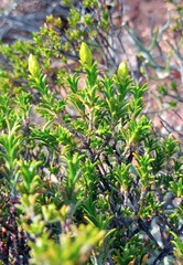 Pteronia empetrifolia