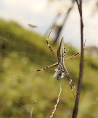 Argiope protensa