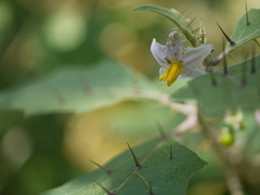 Solanum hovei
