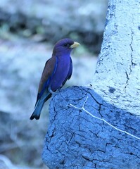 Eurystomus glaucurus