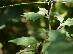 Solanum hovei