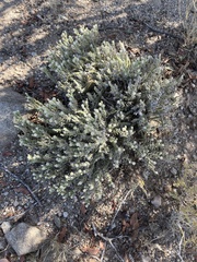 Mesembryanthemum junceum