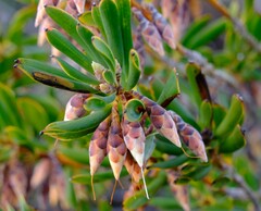 Conostephium pendulum