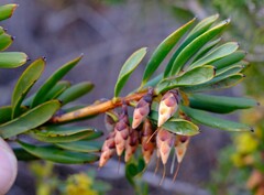 Conostephium pendulum