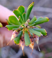 Conostephium pendulum