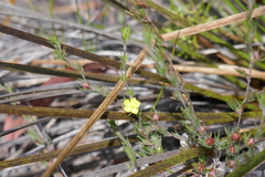 Hibbertia fasciculata
