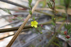Hibbertia fasciculata