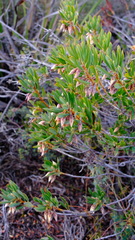 Conostephium pendulum