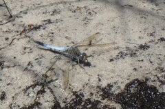Orthetrum caledonicum