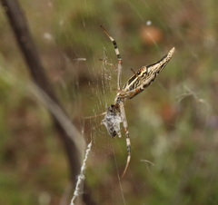Argiope protensa