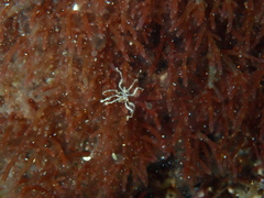 Pycnogonida