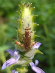 Chiromyzinae