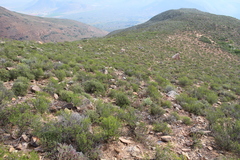 Pteronia empetrifolia